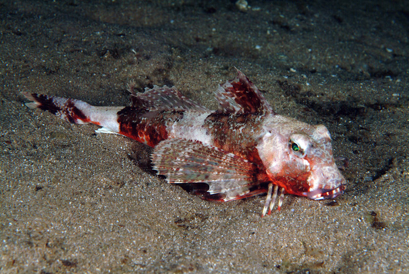 Chelidonichthys lastoviza